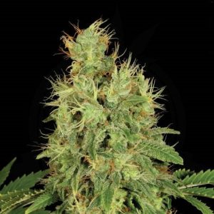 Chronic_Hanfsteckling_Serious_Seeds