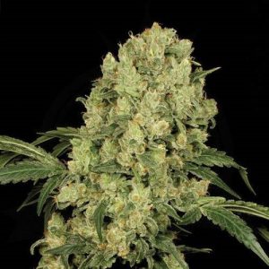 ak-47srious_seeds