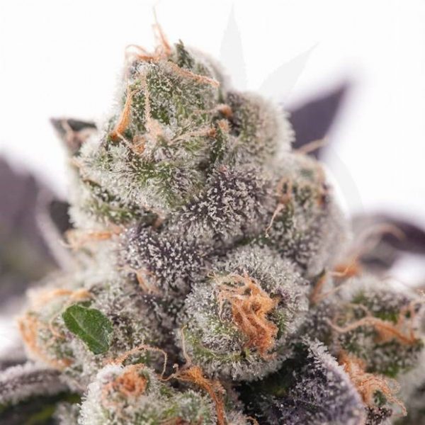 gitl_scout_cookies